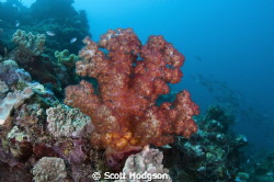 striking red Alcyonacea soft coral taken at approx 18m on... by Scott Hodgson 